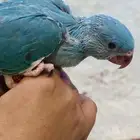 دره كلير هيد تم البيع