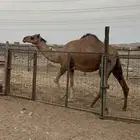 ناقه ساحليه لقحة ثنيه
