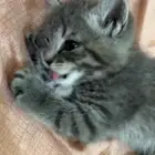 قطط للبيع
