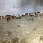 وبران بلدي للبيع