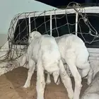 رخال طيبه