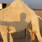 بكره قصب مغلقه شحم