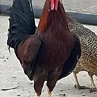 ديك للبيع اموره طيبه و يضرب للبيع اصامل خمسين ريال