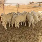 طليان ورخال العدد 22 المظيلف دوقه
