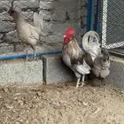دجاج بلدي رصاصي