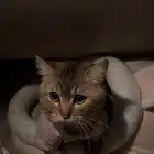 قط ذكر سكوتش وهملايا للبيع السبب يطلب تزاوج مع اغراضه