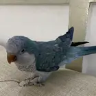 بغبغاء كويكر او الراهب