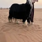 فحل نجدي.