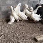 بط بكيني