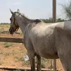 حصان شعبي
