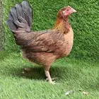 دجاج فري عربي اصيل(تم البيع)