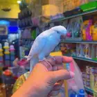 كويكر البينو اليف