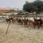 معزاء 31 راس حد بيع 280ريال