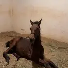 مهرة للبيع شعبي