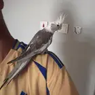 ببغاء كروان هولندي اليف