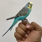 للبيع بادجي يلو فيس ذكر جاهز