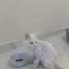 قط في السويدي الغربي مفقود لتبني