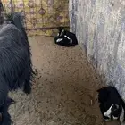 معزاء خلفات ودفيع