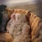 فروخ روز تقبل الغر