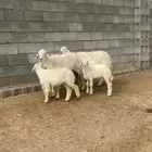شاتين واليد