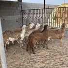 للبيع طليان سواكن