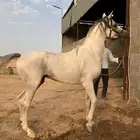 حصان واهو معسوف وحار في الركوب النقل على الشاري