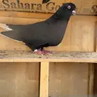 انثى قطيفي مطيار