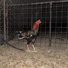 ديك باكستاني