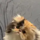 انثى بيكي فيس بيرشن بيور