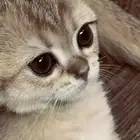 قطةسكواتش