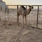 حشوان كفو