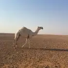 ناقه رباع او سدس ماقد ولدت ولا تطبيت فيها عشرت مره وكسرت