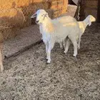 طلي ذبيحه