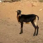 للبيع موفلي شيب