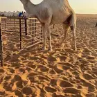 بعير منتج انتاج قوي وانتاجه موجود معه