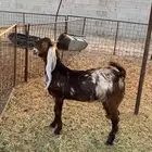 جفره طيبه عمرها 7 شهور
