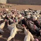 دجاج رومي