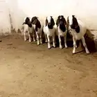 مشاريع فحول بورقوت