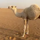 قعود لباني تحت امه