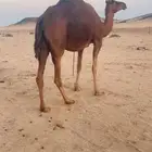 القح في 11 شهر