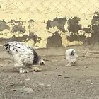 دجاجة براهما كولومبي معها صوص واحد