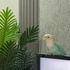 روز للبيع اليف سبب البيع ماعندي وقت للاهتمام بطير
