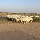 غنم حريات رخال حرش مراح