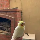 كروان تربيه