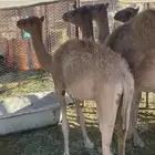 البيع حر صافي