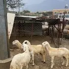 خرفان للبيع