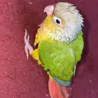 كنيور عمر شهر وسبوعين