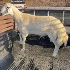 طلي جبر عمره 10 شهور