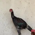 ديك باكستاني للبيع