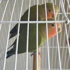 روز منتجه للبيع